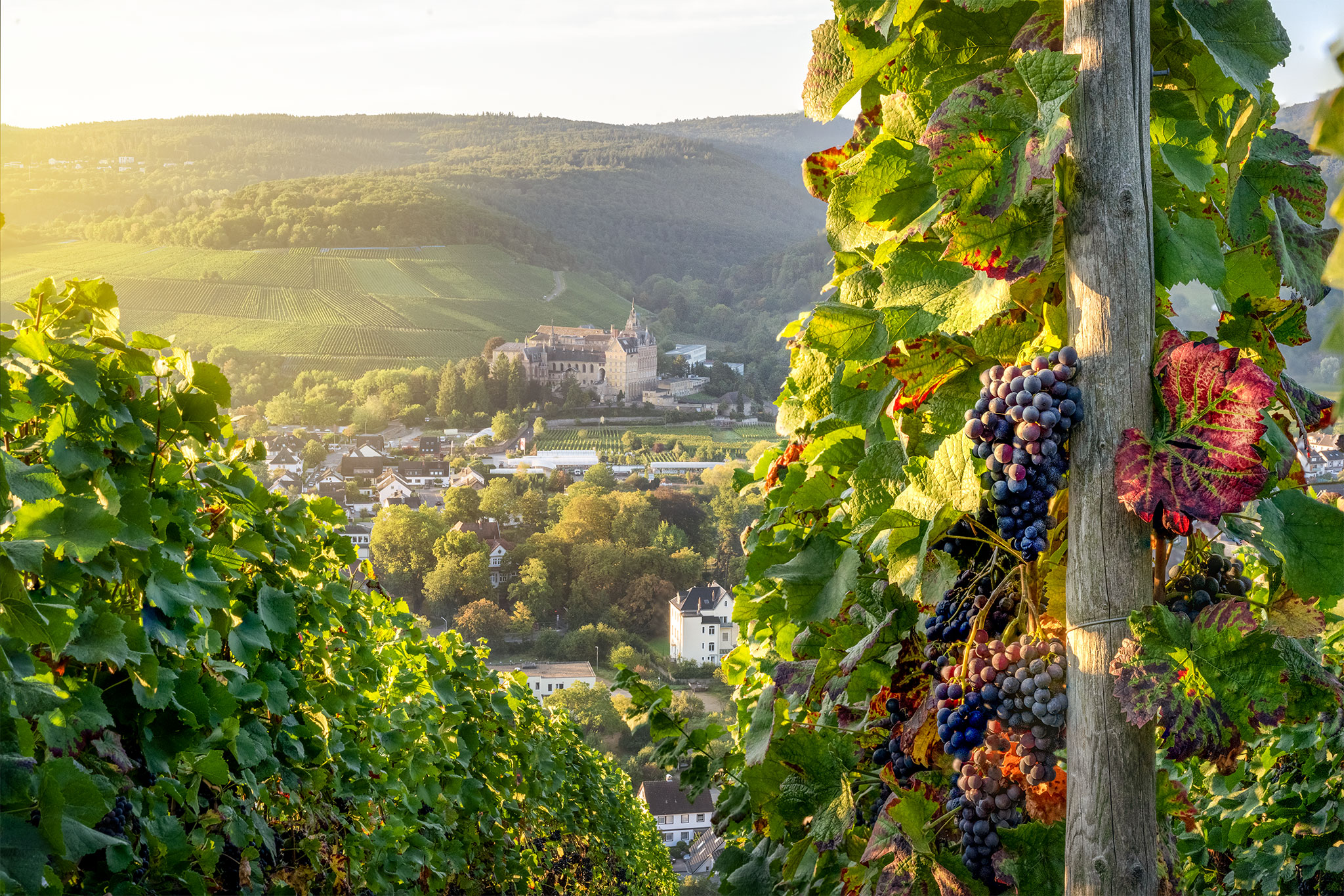 Blick auf das ehemalige Kloster Calvarienberg mit Weintrauben im Vordergrund – Kai Schneiders